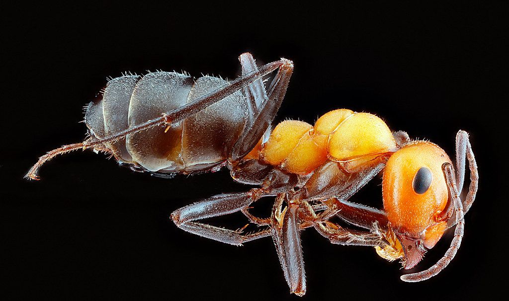 Ant Control service in Glenview, IL