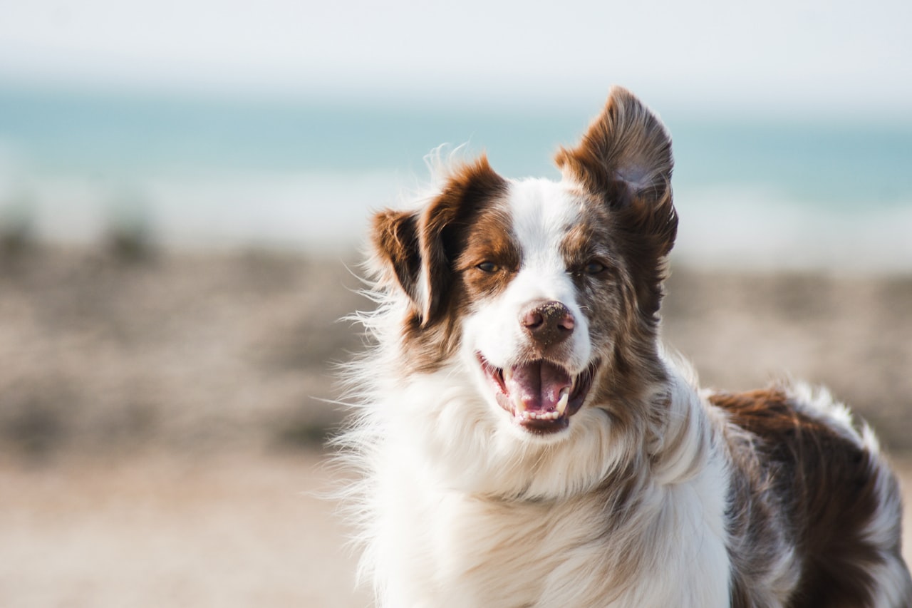 Flea & Tick Control service in Glenview, IL