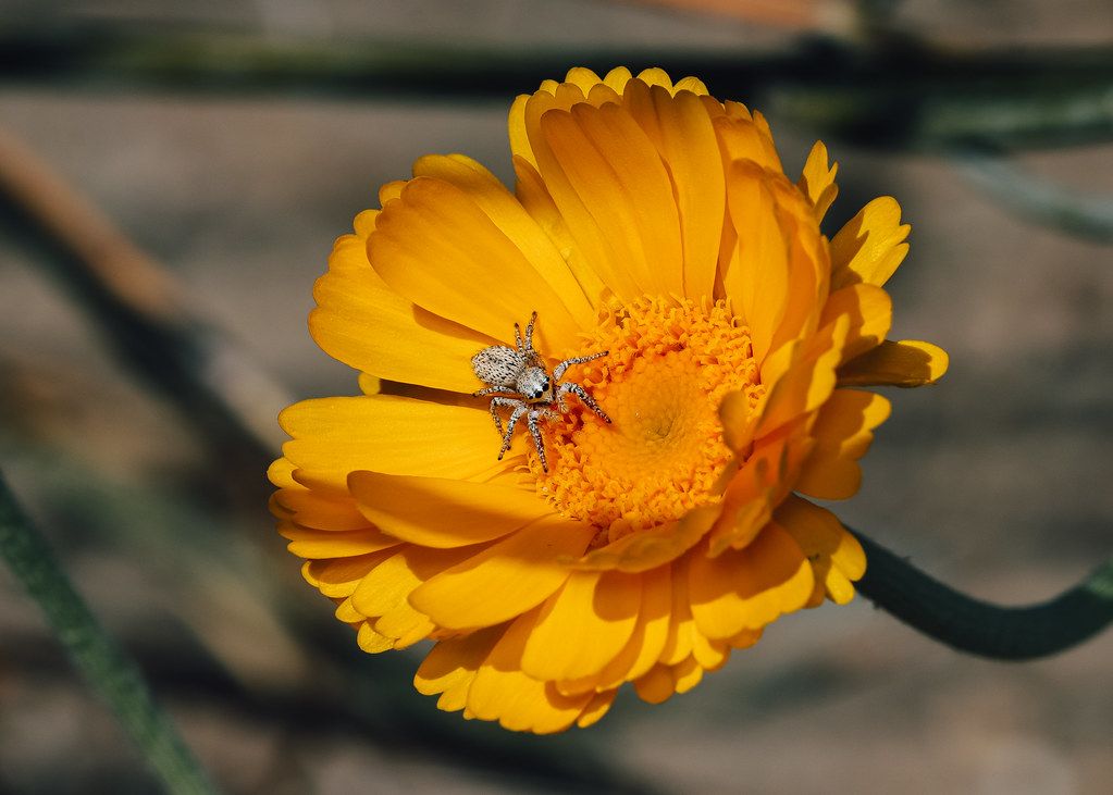 Spider Control service in Glenview, IL